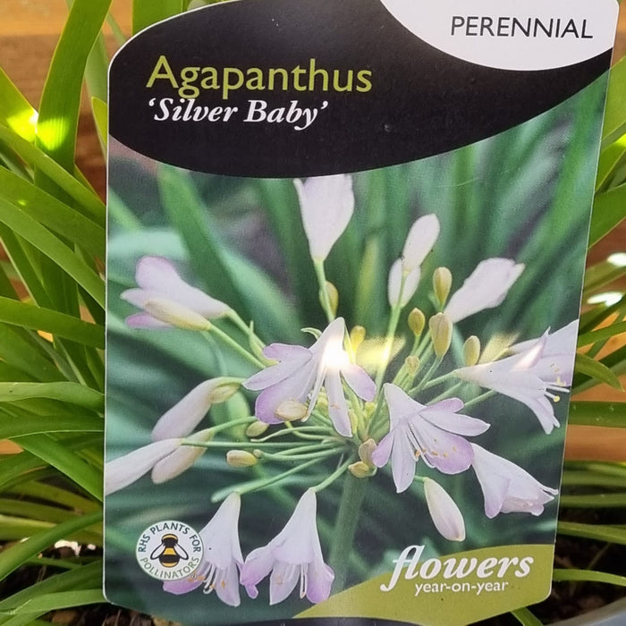 AGAPANTHUS Africanus Silver Baby 3ltr