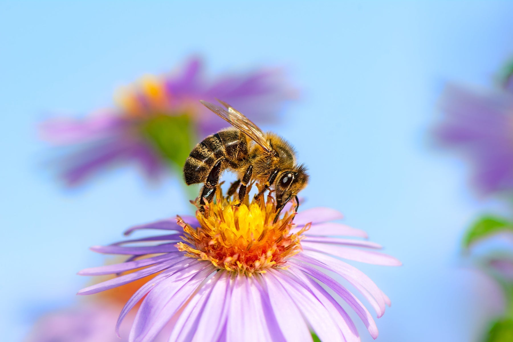 Bee-Friendly Gardening: Plants Pollinators Love in Summer