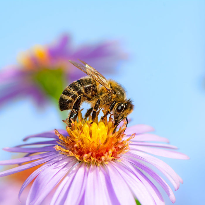 Bee-Friendly Gardening: Plants Pollinators Love in Summer