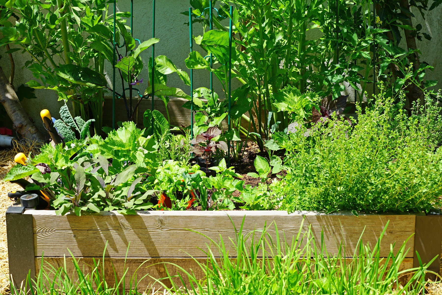 Small Garden, Big Impact: What to Plant in Pots and Raised Beds