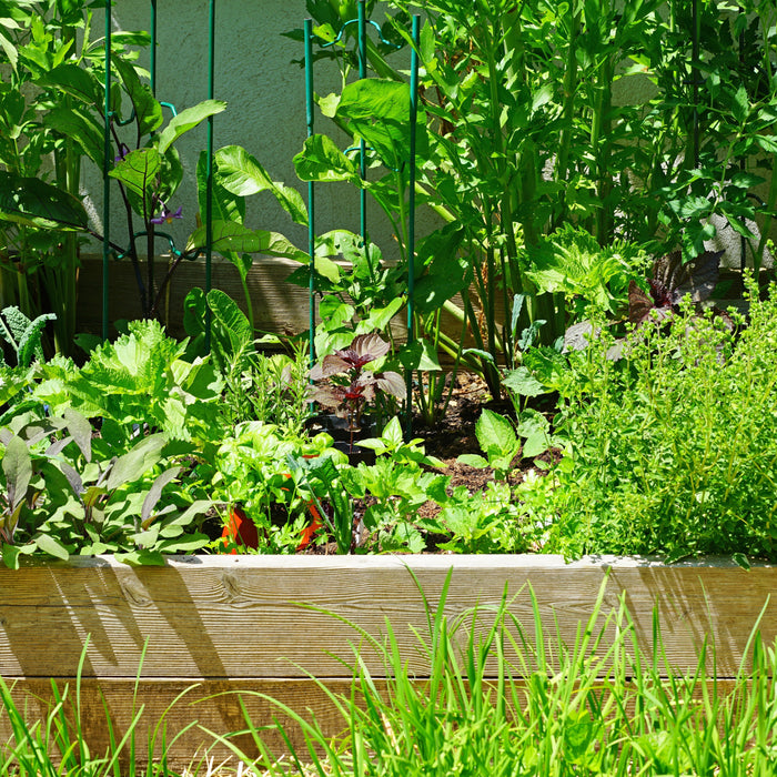 Small Garden, Big Impact: What to Plant in Pots and Raised Beds