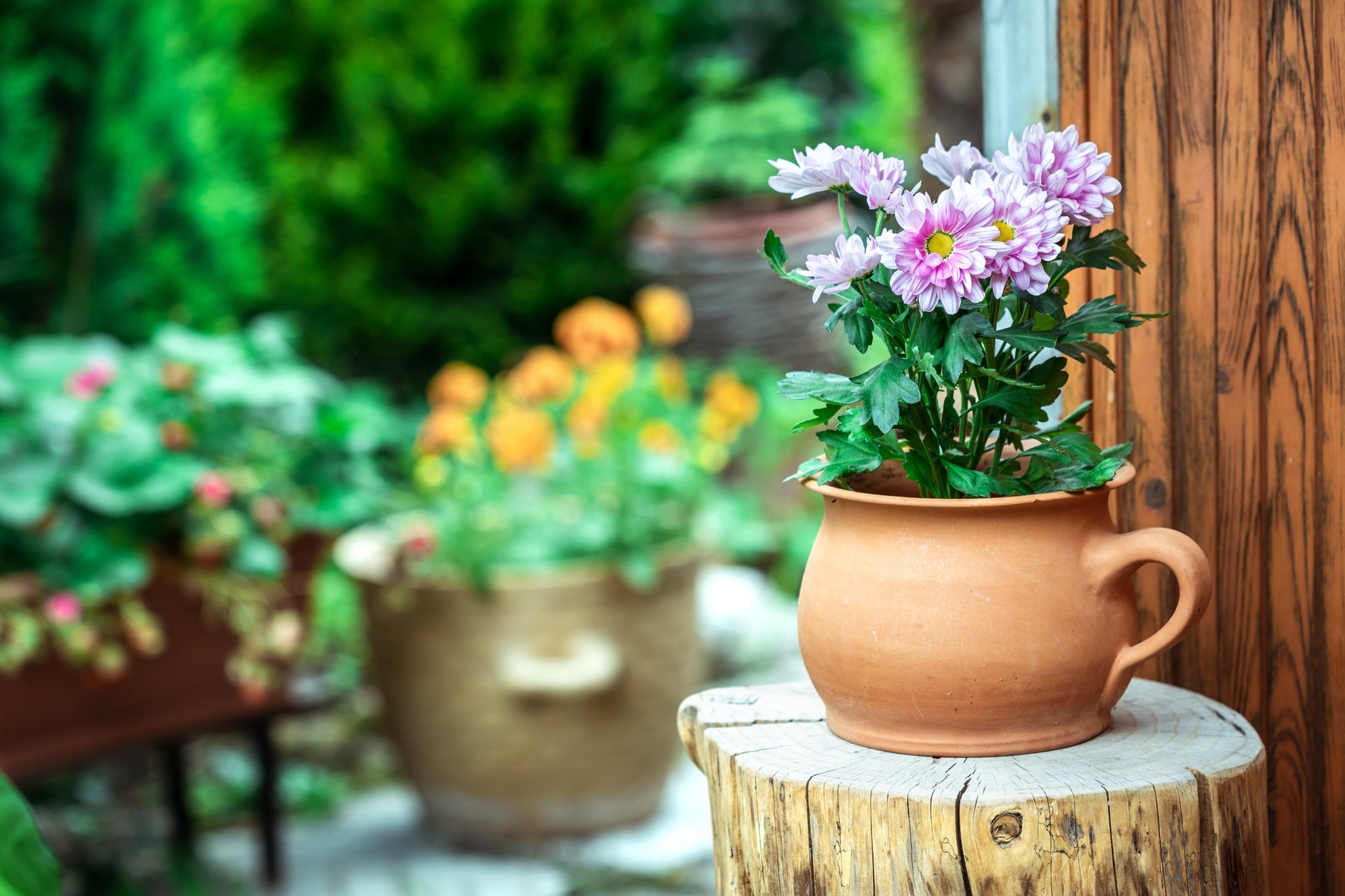 Perfect Patio Pots: Summer Container Ideas for Every Space
