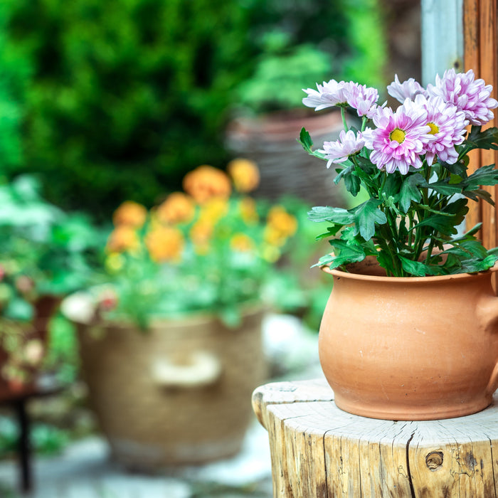 Perfect Patio Pots: Summer Container Ideas for Every Space