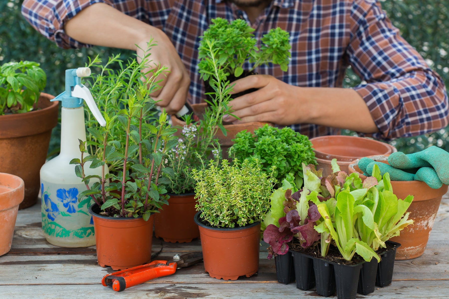 Grow Your Own Summer: Easy Herbs and Salad Leaves to Plant Now