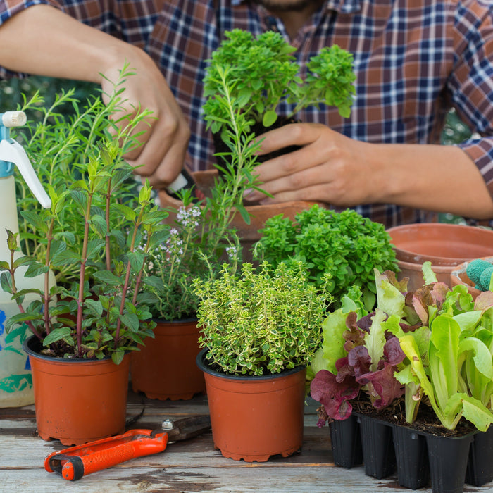 Grow Your Own Summer: Easy Herbs and Salad Leaves to Plant Now