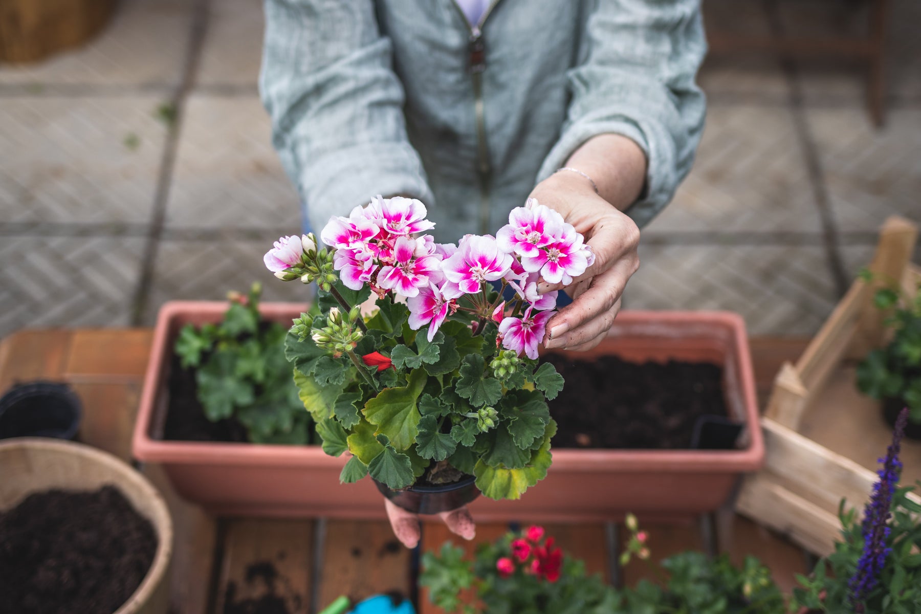 Instant Colour: Best Bedding Plants for Summer Pots and Borders