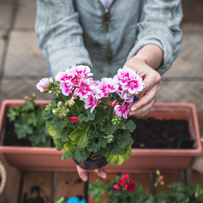 Instant Colour: Best Bedding Plants for Summer Pots and Borders