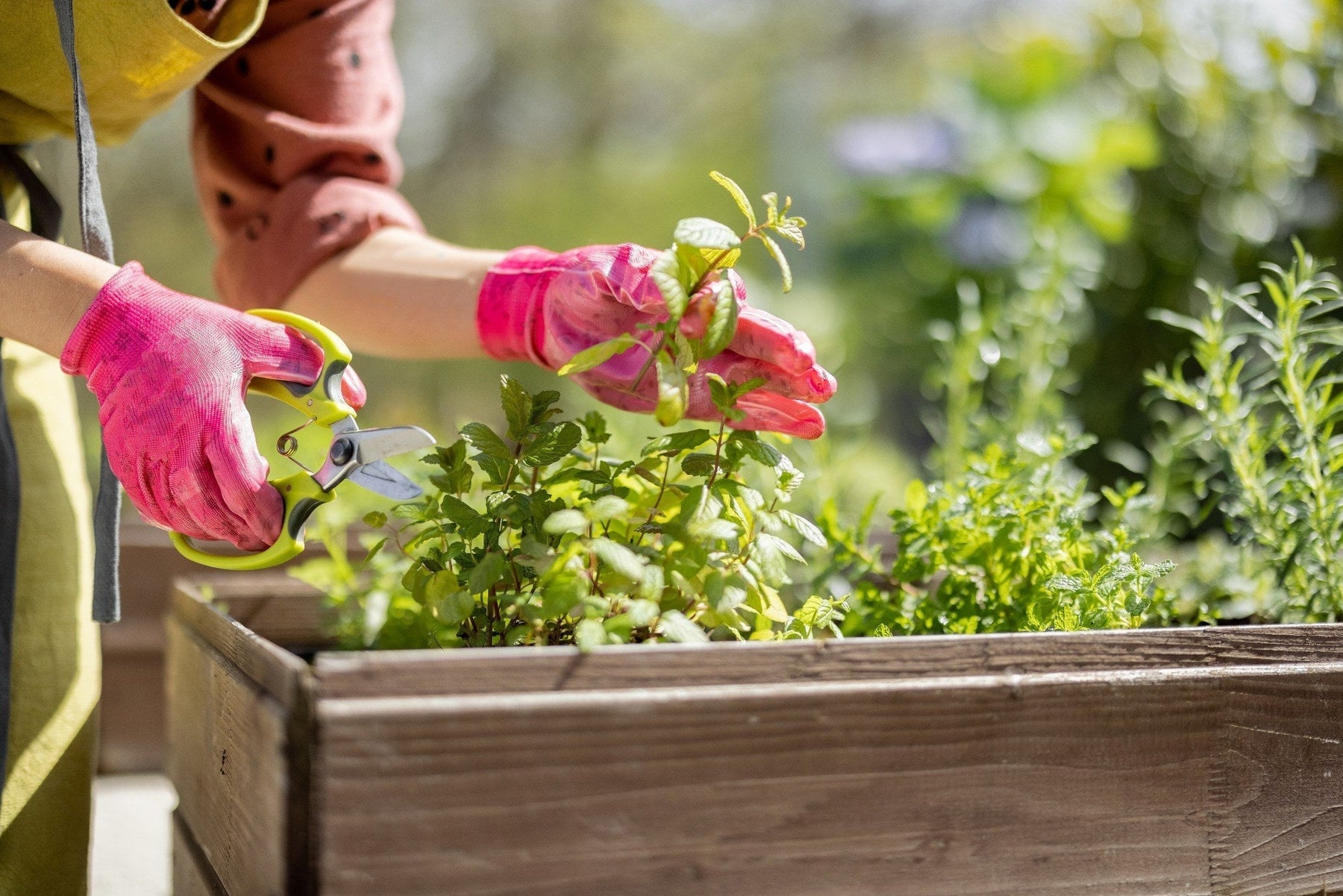 Late Summer Planting: What You Can Still Grow Now