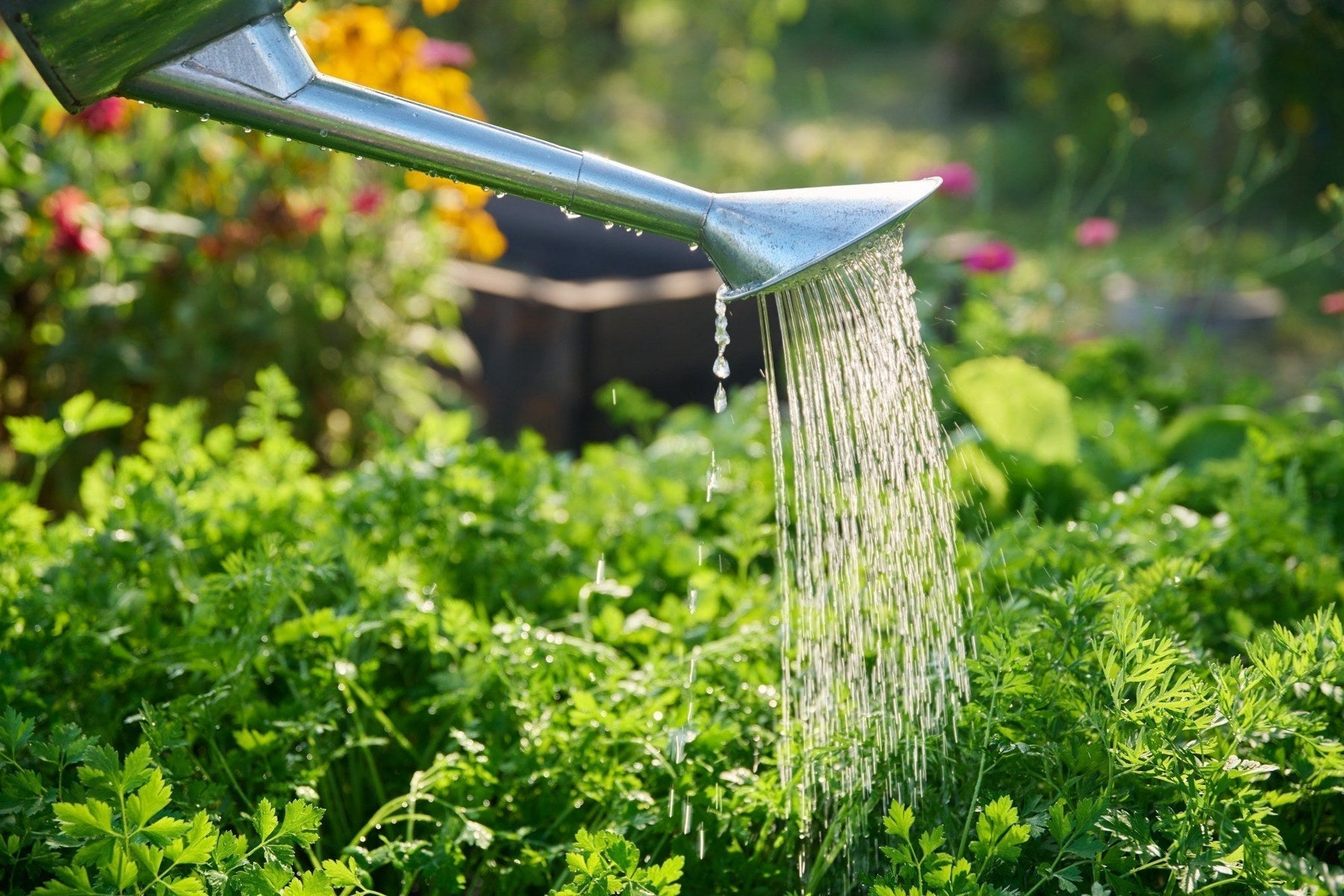 How to Keep Your Garden Looking Good in Hot Weather
