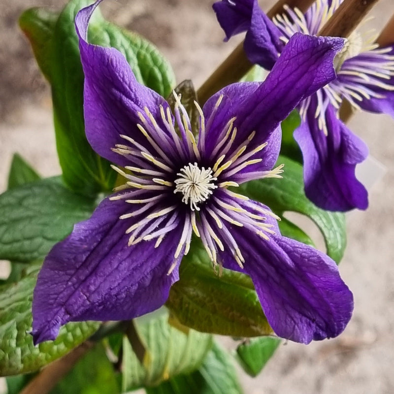 CLEMATIS Petit Faucon 3L