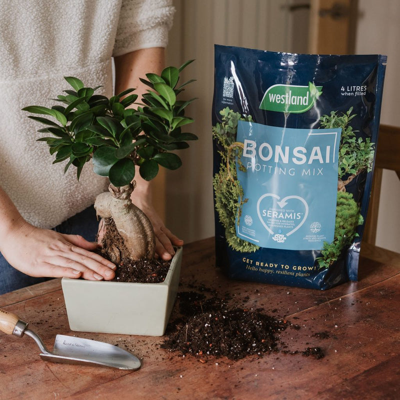 Westland Bonsai Peat-Free Potting Mix 4Ltr