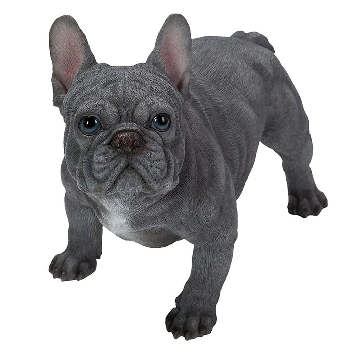 Vivid Arts Rl Blue French Bulldog A