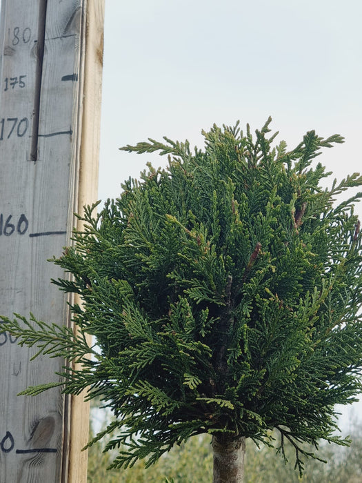 CUPRESSUS Leyl. Pon Pon 150/175