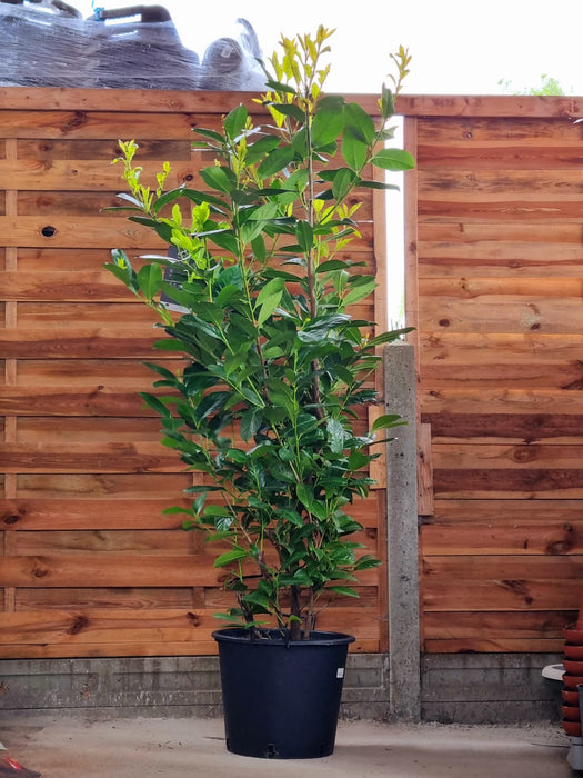 PRUNUS laur. Rotundifolia 180cm+