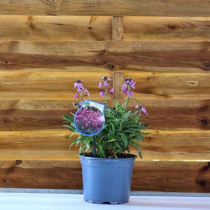 ERYSIMUM Bowles Mauve 2ltr