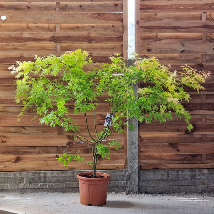 ACER Palmatum Orange Dream