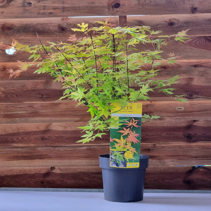 ACER Palm Orange Dream