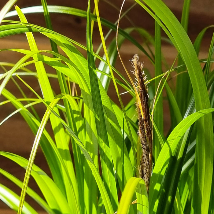 VE CAREX 'Ribbon Falls' 17cm