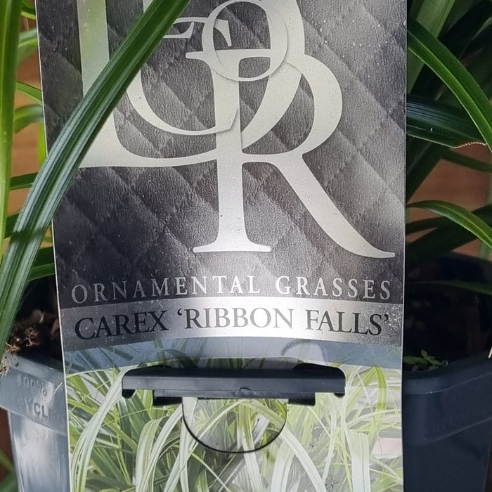 VE CAREX 'Ribbon Falls' 17cm