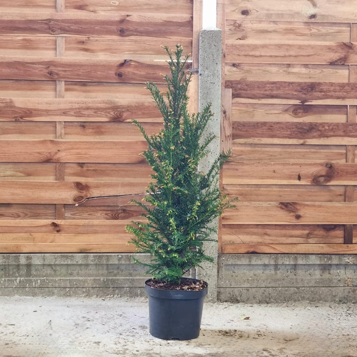 TAXUS baccata bush 100cm P26
