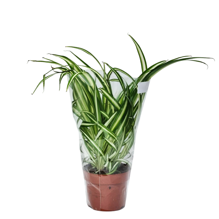 CHLOROPHYTUM Cososum - Spider Plant 12cm