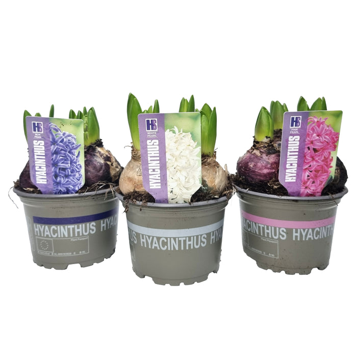 Plant Bundle R (3 x Hyacinthus)