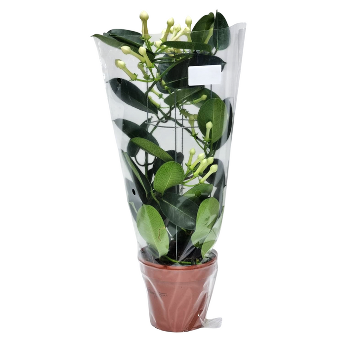 STEPHANOTIS Floribunda 12cm