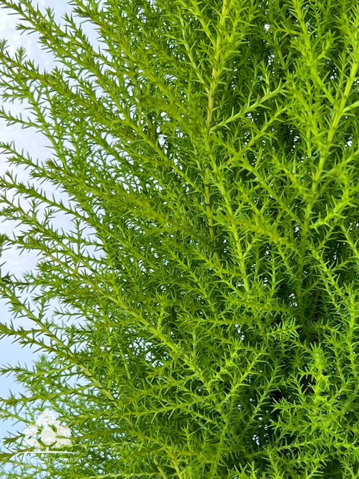 CUPRESSUS Mac. Goldcrest