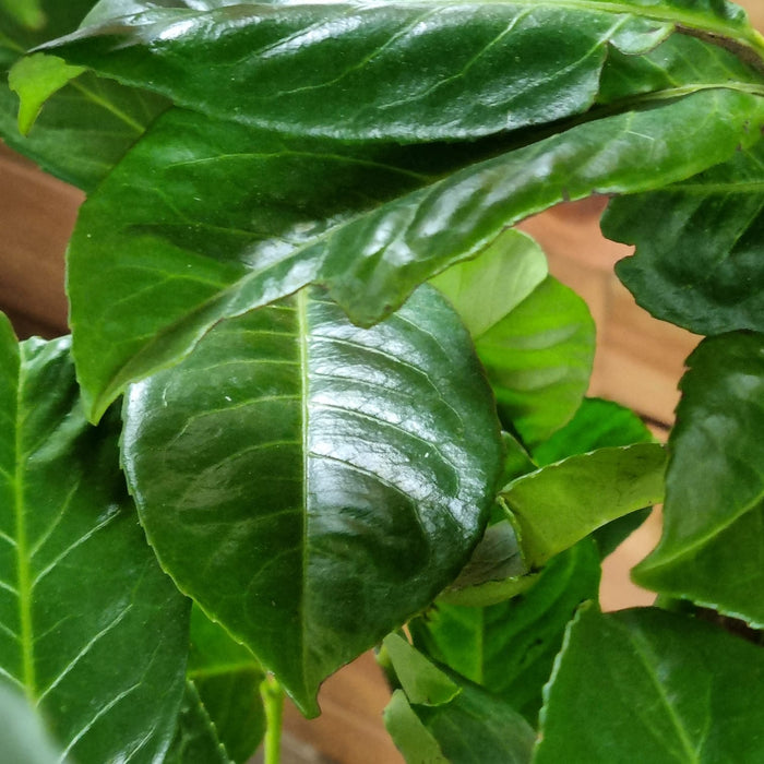 PRUNUS laur. Rotundifolia 175cm+