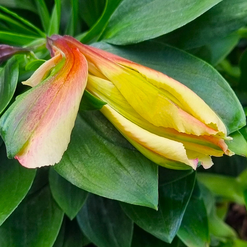 ALSTROEMERIA inticancha 'Havana' 3ltr