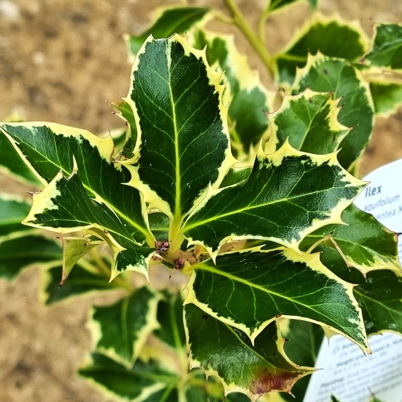 VAN ILEX 'Aq Argentea Marginata'