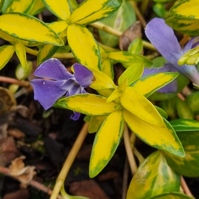 VANE VINCA  'Minor Imagine' 17cm