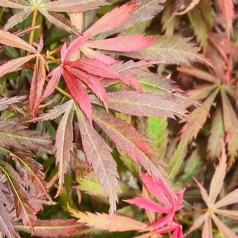 ACER palmatum Jerre Schwartz