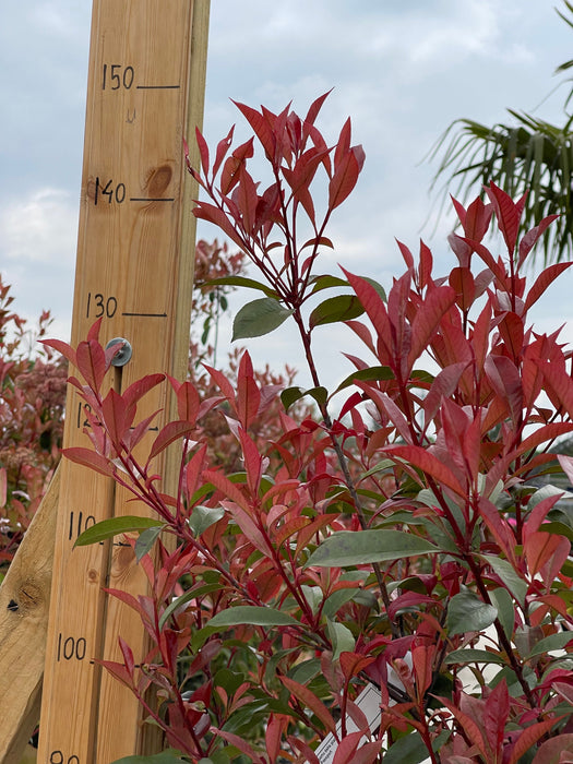 PHOTINIA Red Robin Carre Rouge 125-150