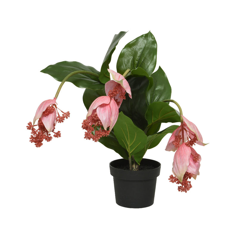Kaemingk Medinilla In Pot Plastic