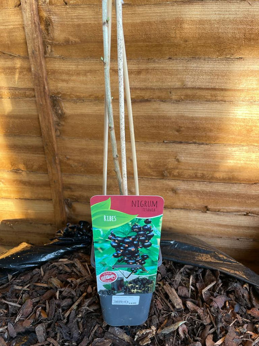 BLACKCURRANT Titania