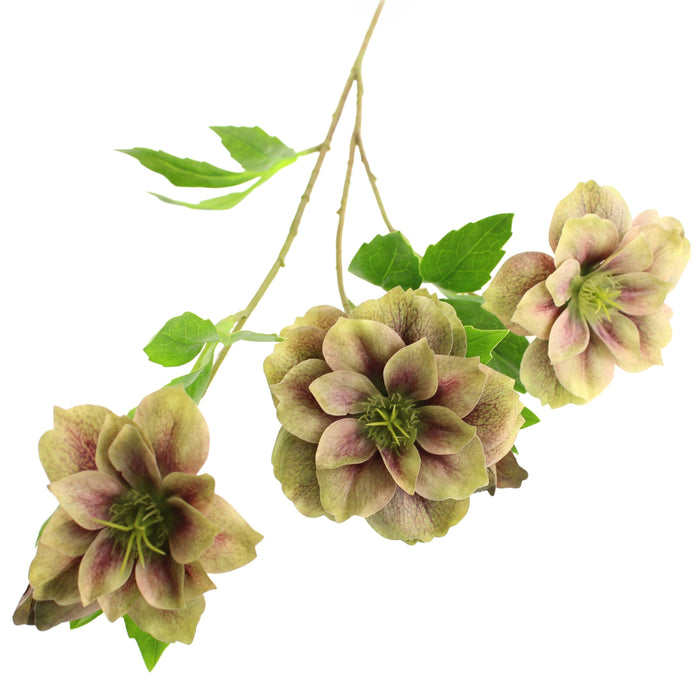 Sage Décor  Ashwood Hellebore Spray 64Cm