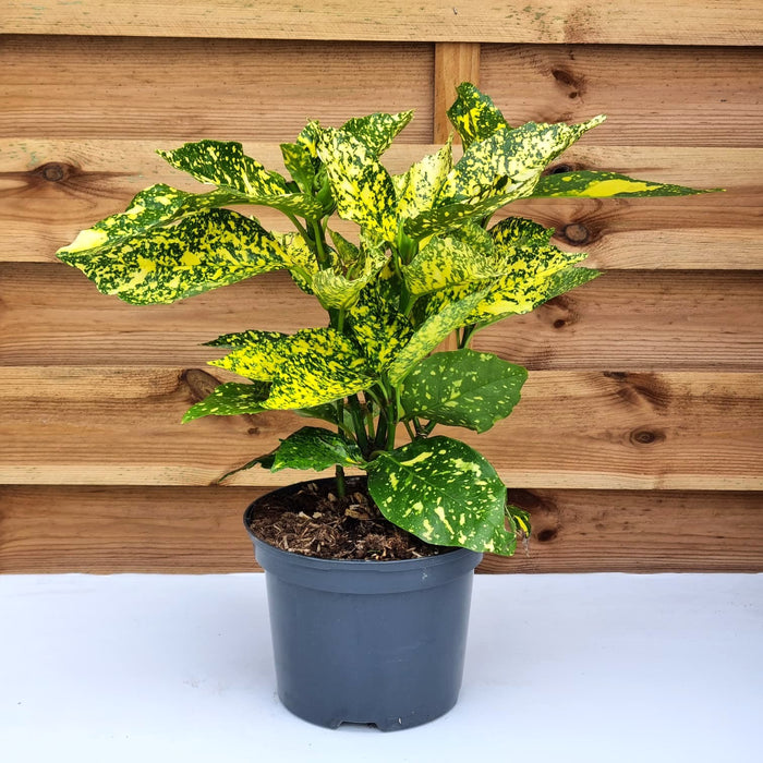 AUCUBA jap. Crotonifolia