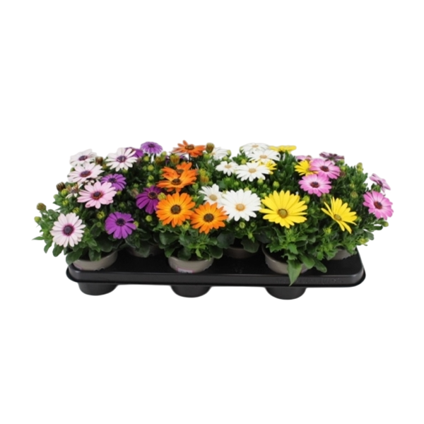 Bedding Bundle H Osteospermum Plants (x6)