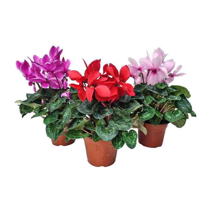 Plant Bundle U (3 x Large Cyclamen)