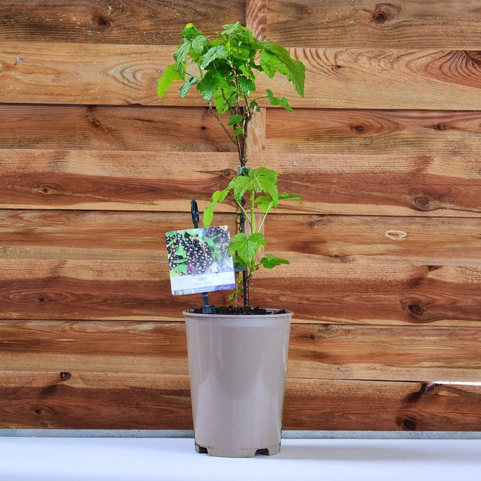 BLACKCURRANT Titania