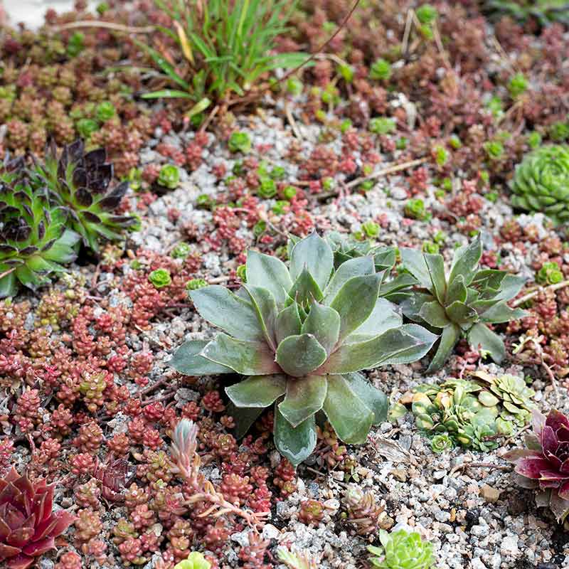 Kelkay Horticultural Potting Grit