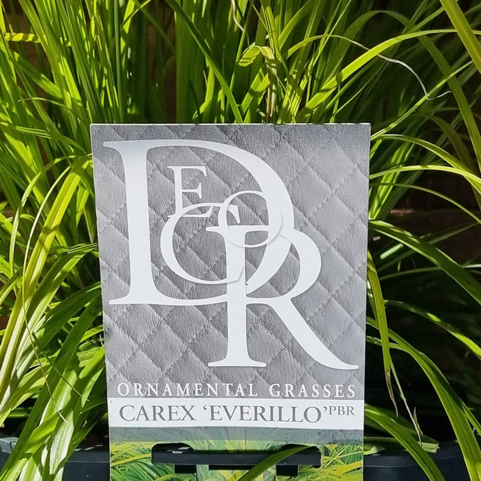 VE CAREX 'Everillo' 5L