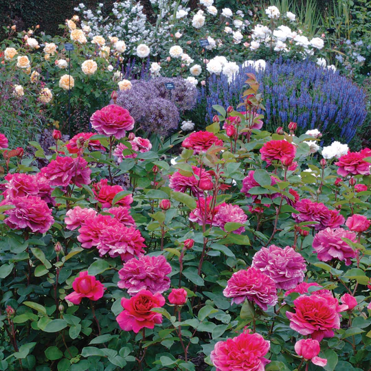 DAVID AUSTIN ROSES  - Noble Antony