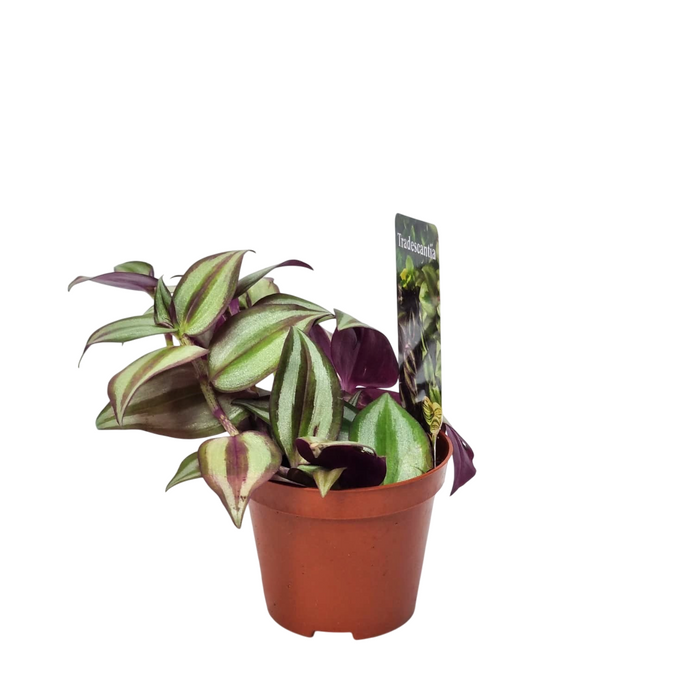 TRADESCANTIA Zebrina 7cm