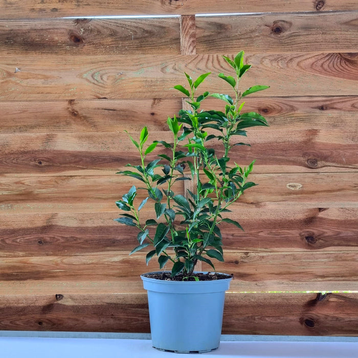 VE PRUNUS 'Lusitanica Angustifolia' 17cm