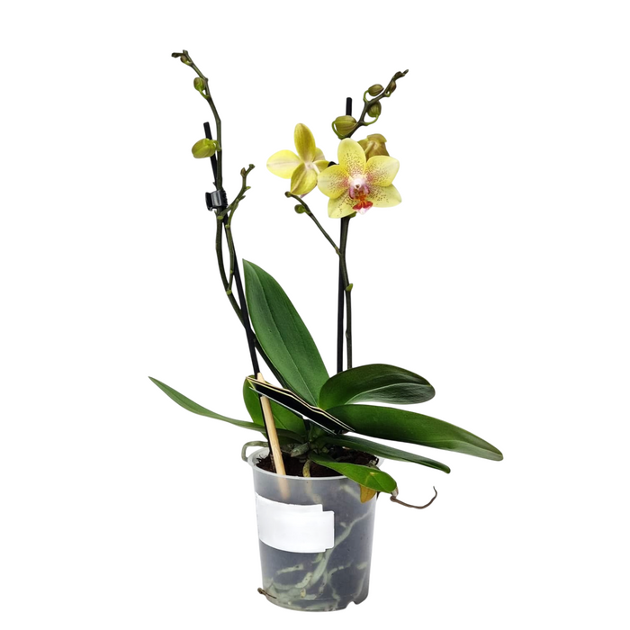 PHALAENOPSIS 9cm Twin Stem Mixed Colours