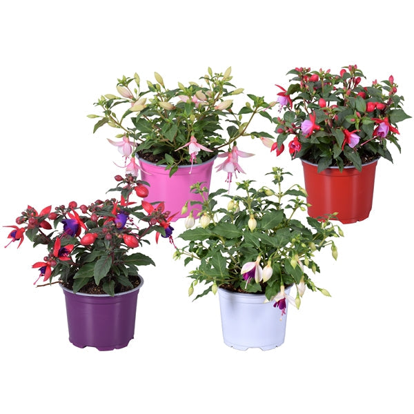 Plant Bundle K - Bush Bella Fuchsia (x6)