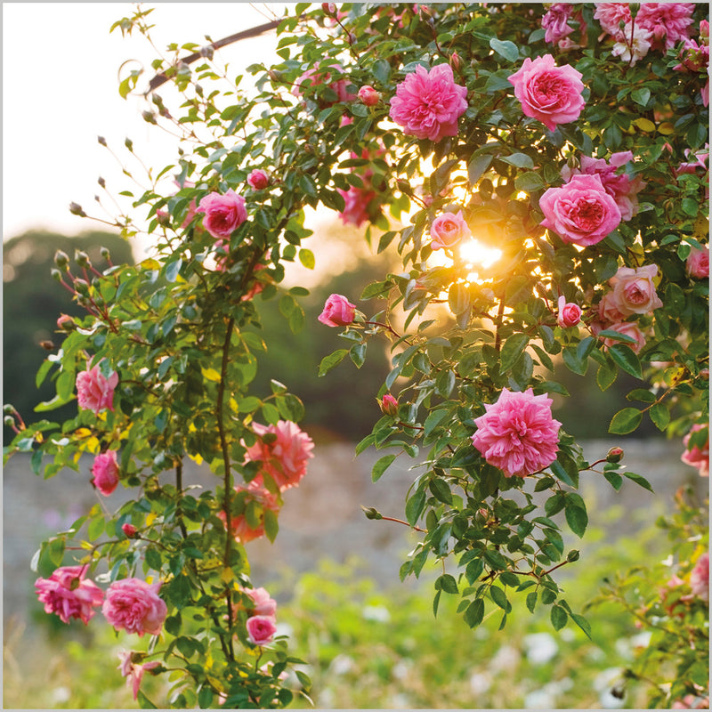 ABA Blank - Climbing Rose Rambler