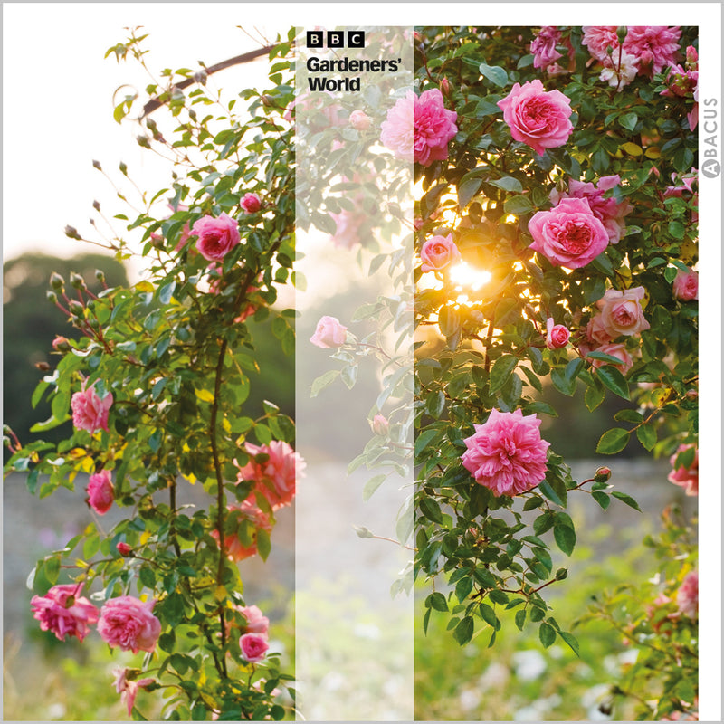 ABA Blank - Climbing Rose Rambler